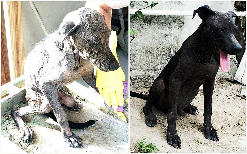 Бездомные собаки до и после приюта 