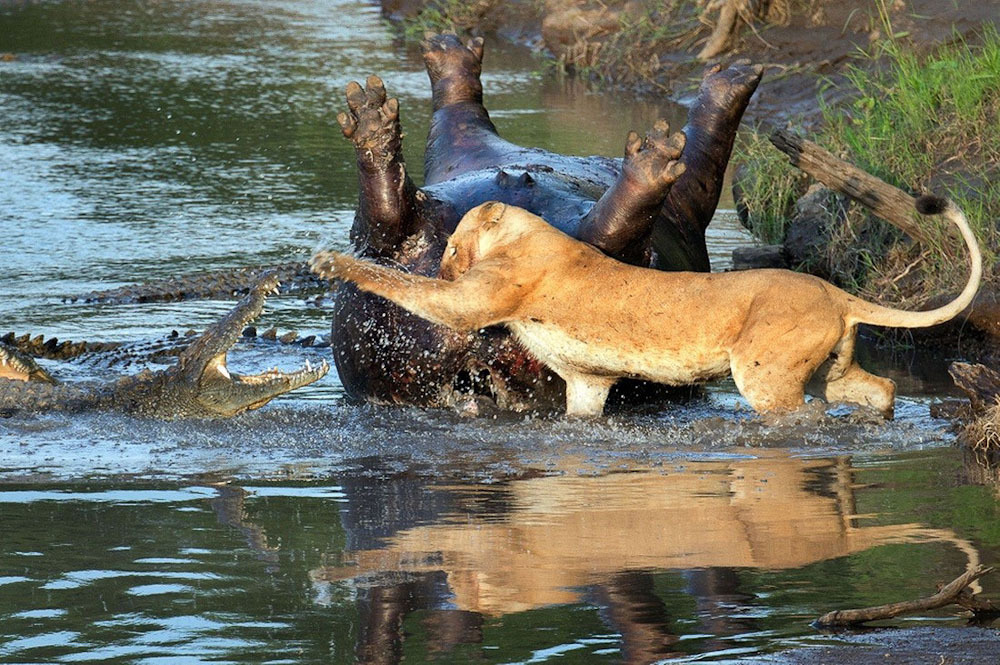 Потрясающие кадры противостояния львицы и крокодилов 