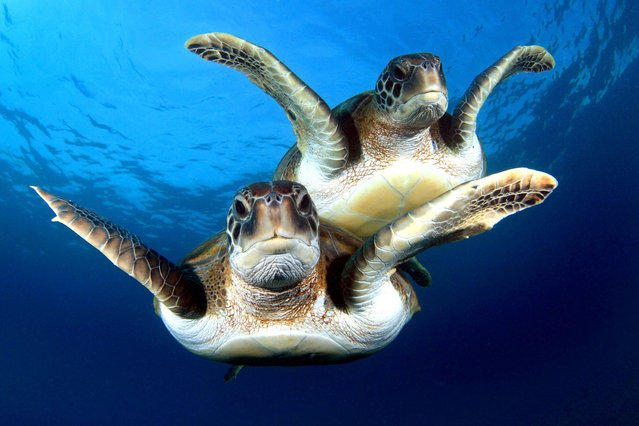 Синхронно плавающие черепахи 