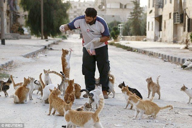 Сириец тратит большую часть зарплаты на корм для бездомных кошек, осиротевших вследствие войны в Сирии 