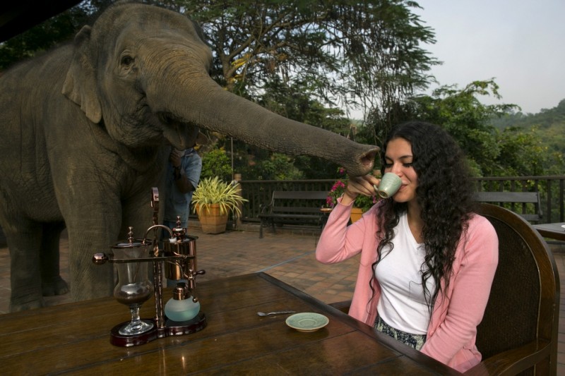  Самый дорогой кофе в мире и его слоны-производители 