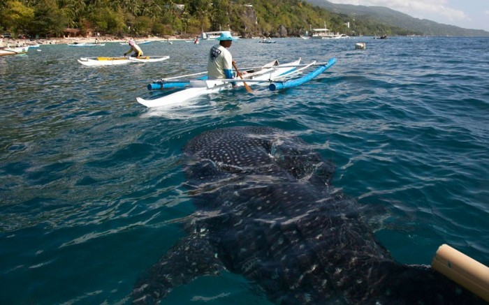 Туристы кормят китовых акул у острова Себу, Филиппины 