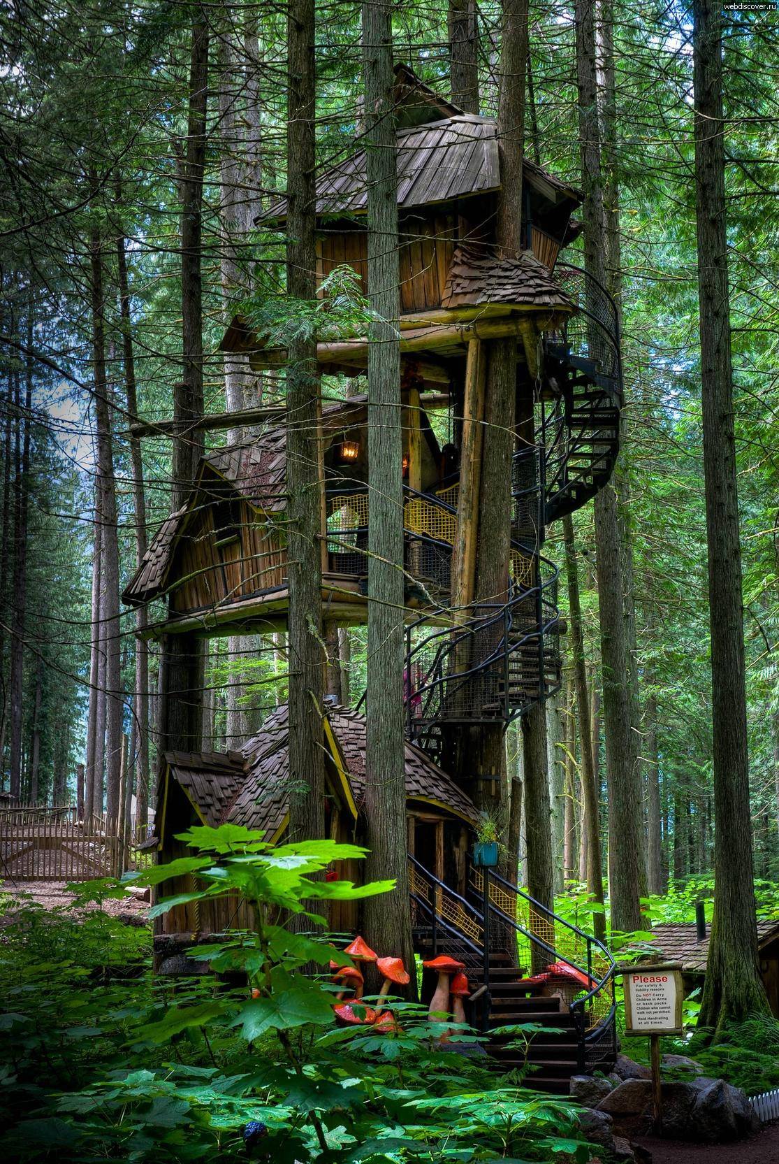 Необычные дома на деревьях 