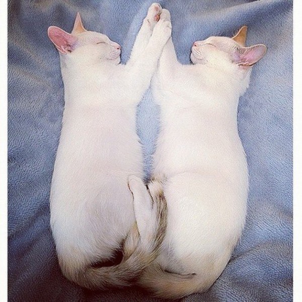 Удивительные кошки-близнецы 