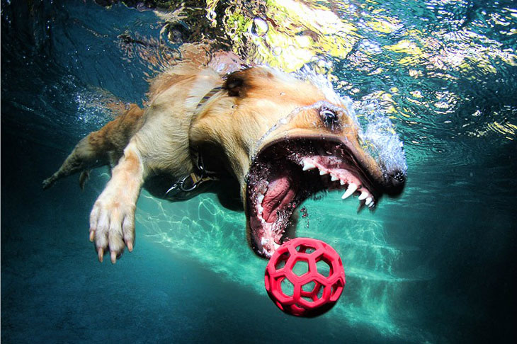 Удивительные подводные собаки 
