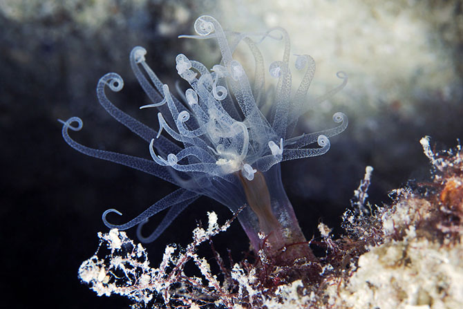 Удивительный подводный мир морей 