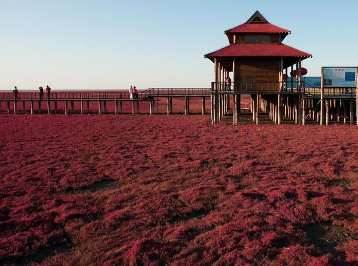 Необычный "Красный пляж" в Китае 