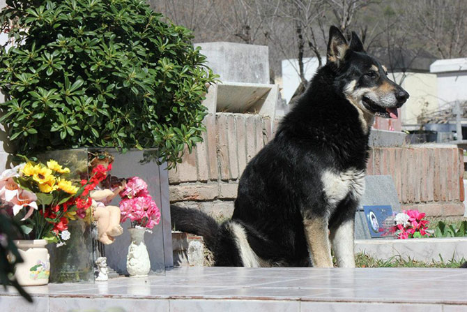 Верный пес живет 6 лет на могиле хозяина 