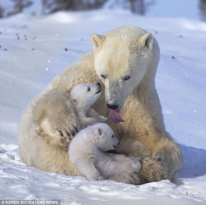  Зимние забавы белых медвежат и их мамы 