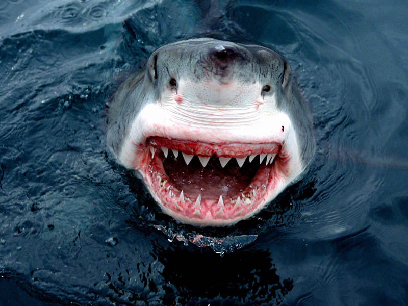 Повелительница морей-большая белая акула 
