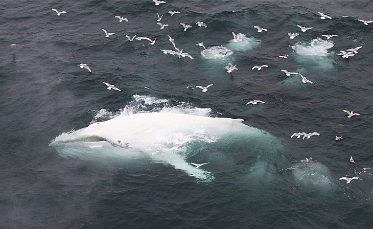 Морской гигант-белый кит 