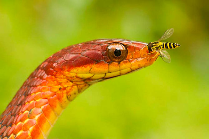 50 восхитительных змей 
