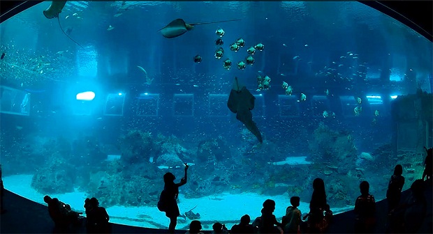 В Сингапуре открылся самый большой аквариум в мире 