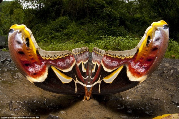 Самая большая бабочка в мире 