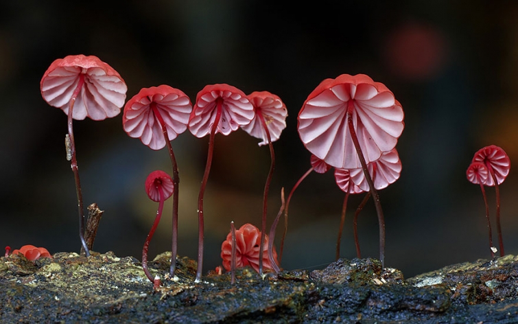 Мир экзотических грибов в волшебных фотографиях 