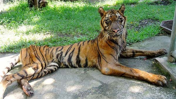 Зоопарк смерти в Индонезии 
